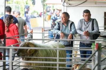 Más de 900 animales en la Feria de Ganado de Gran Canaria (Foto TA)